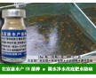 養(yǎng)魚苗種期間穩(wěn)定水質(zhì)藻相用的em菌種哪個效果好